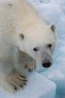 A polar bear-Ursus maritimus North polar ice cap-Arctic Ocean Coastal Print